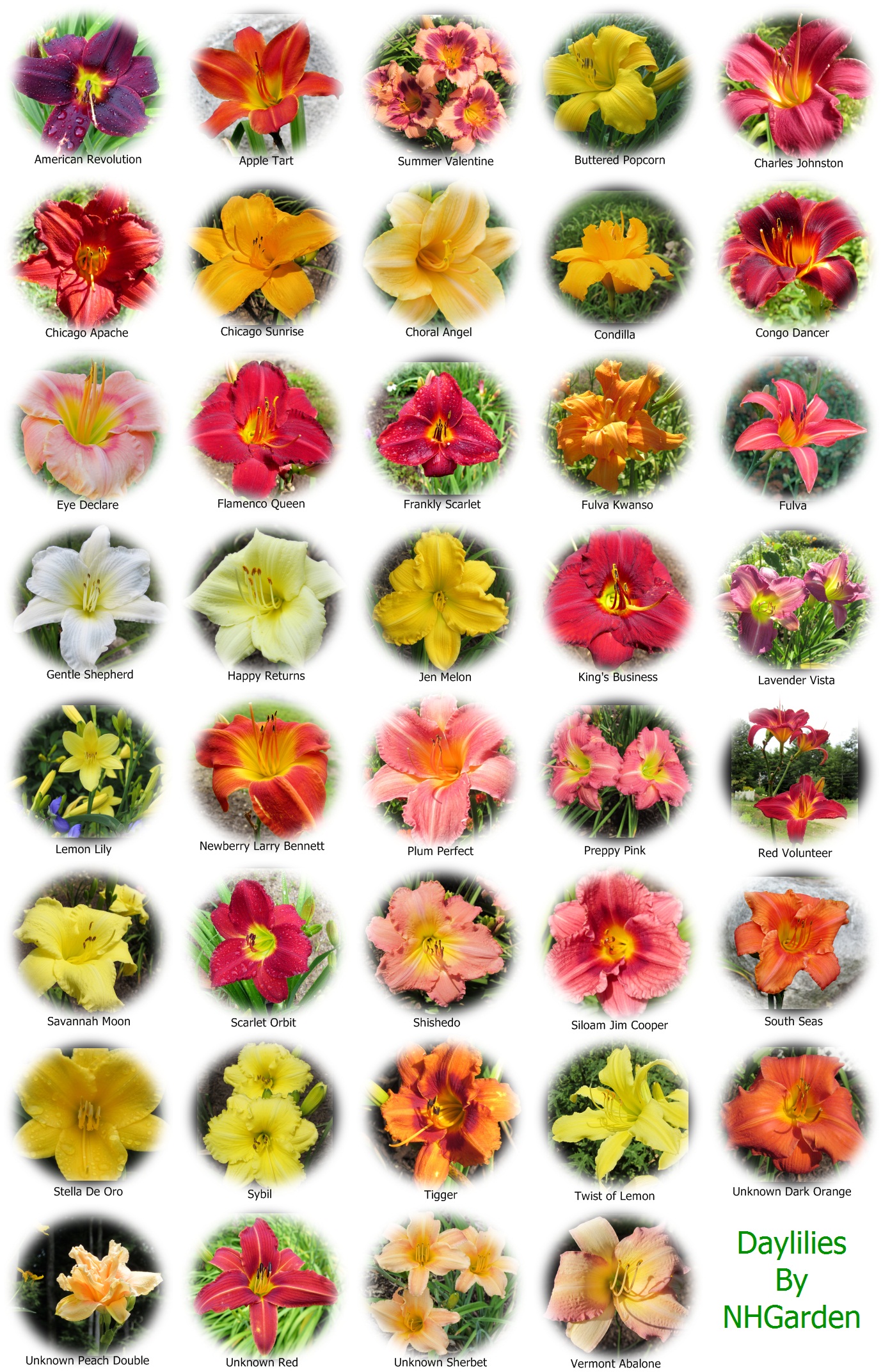 Перечень садовых цветов по алфавиту с фото